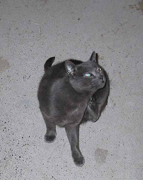 Samson1