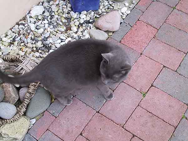 Samson2