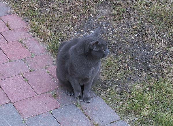 Samson3