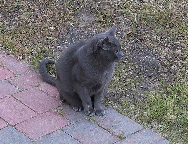 Samson4