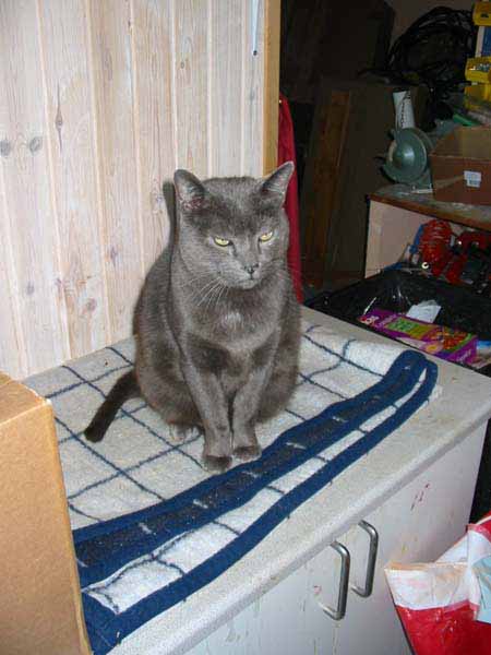 Samson6