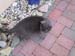 Samson2
