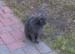 Samson3