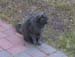 Samson4